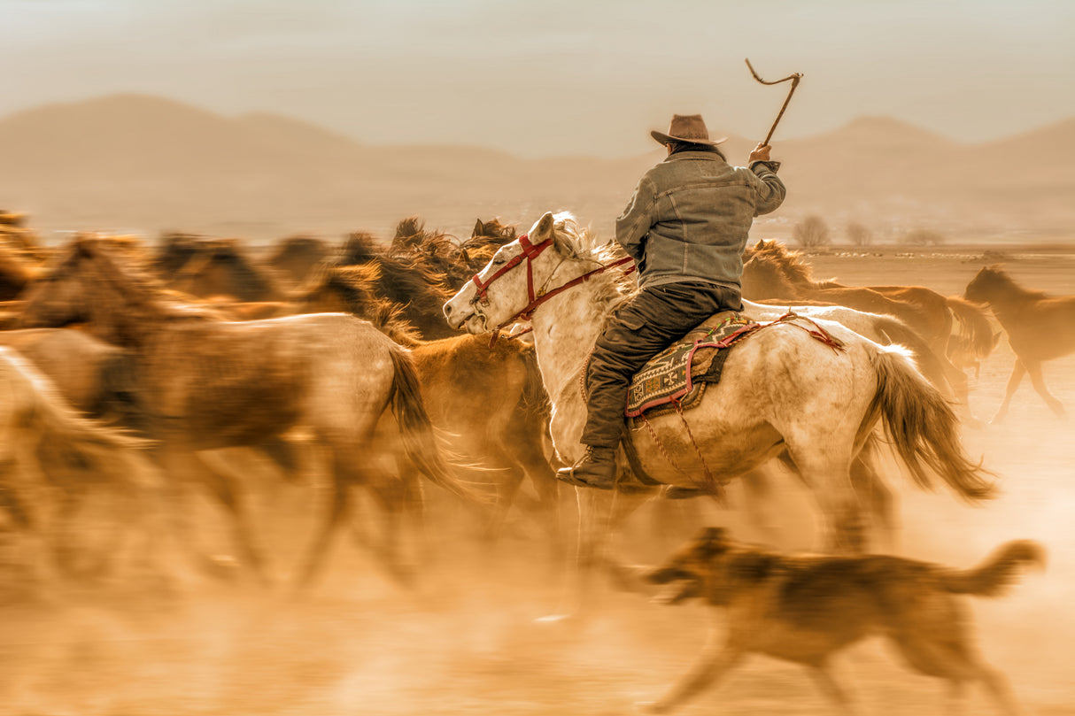 Wild horses (aka Yılkı Atları) Poster och Canvastavla