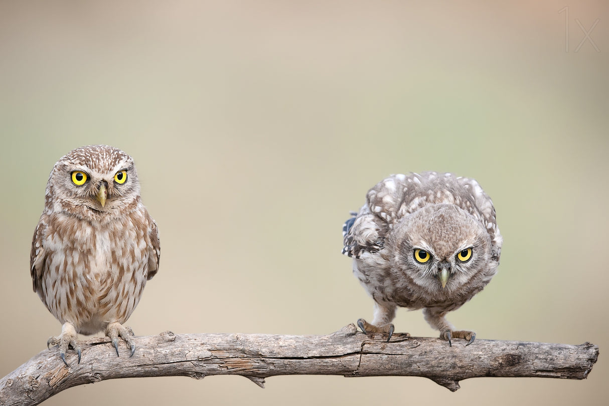 Curiosity of chick Poster och Canvastavla