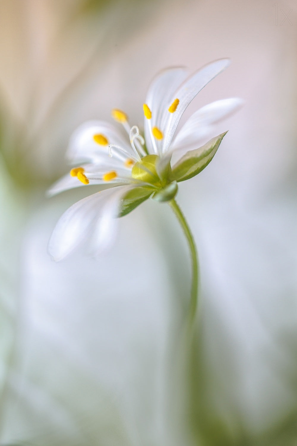 Stitchwort soft Poster och Canvastavla
