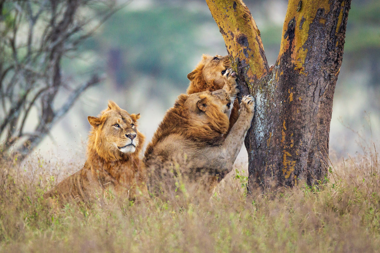 The Brothers of Lake Nakuru Poster och Canvastavla
