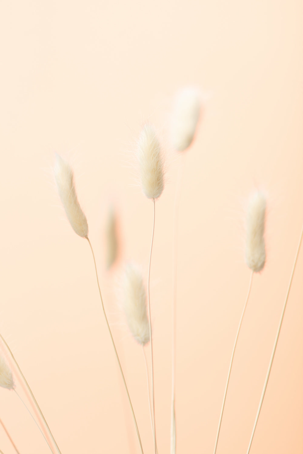 Bunny Grass Peach 06 Poster och Canvastavla