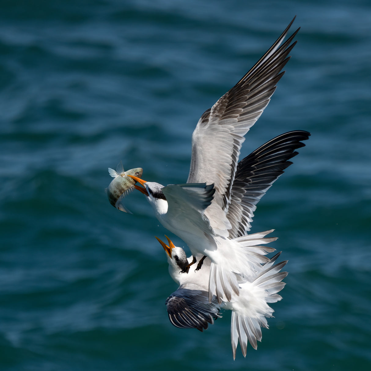 Fight for the Catch Poster och Canvastavla