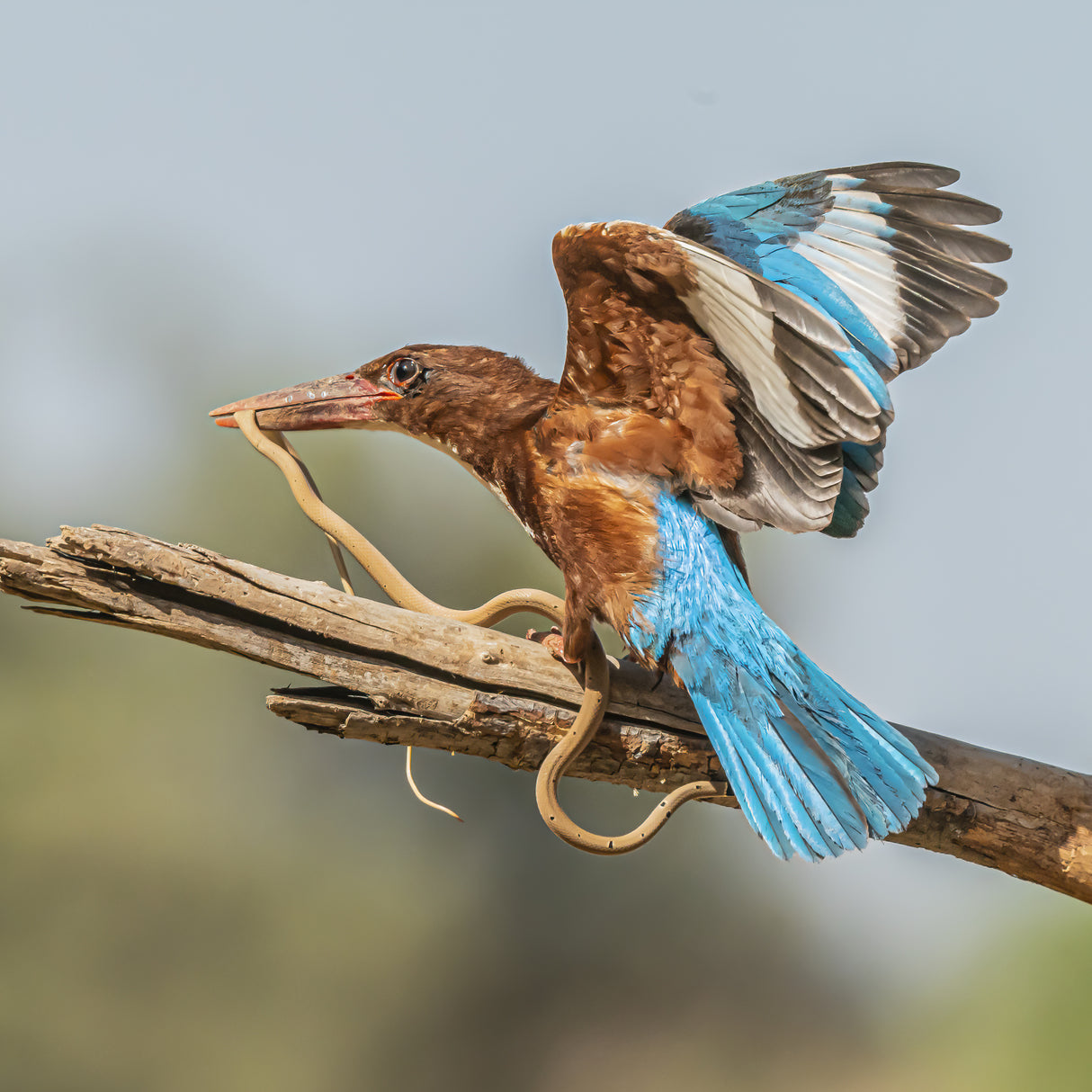 B brave kingfisher Poster och Canvastavla
