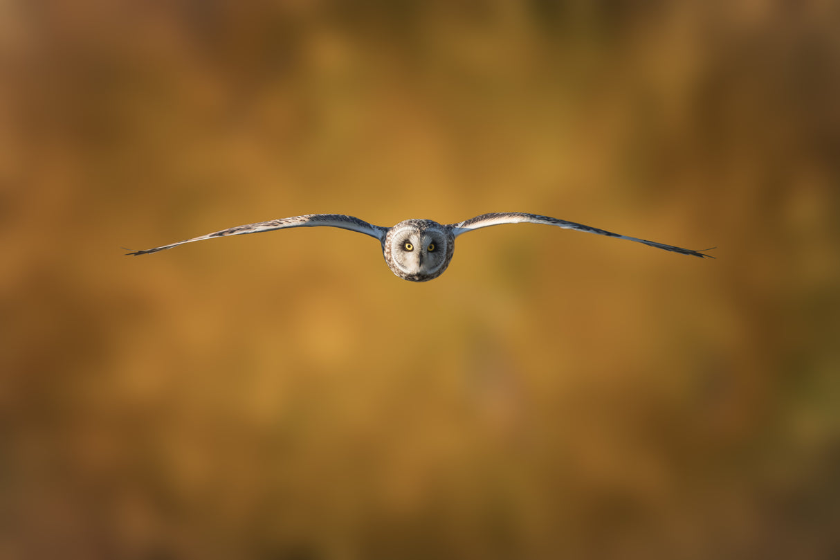 Short-Eared Owl Poster och Canvastavla
