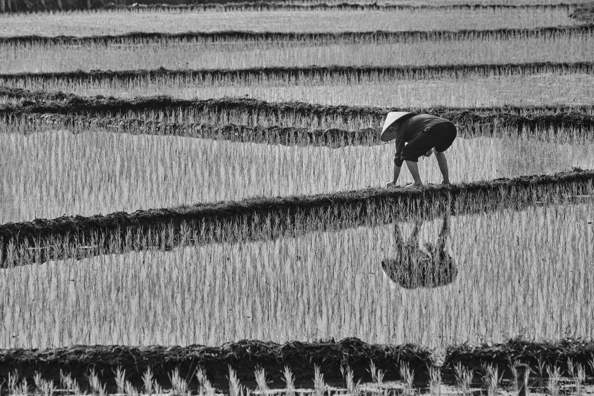 rice planting Poster och Canvastavla