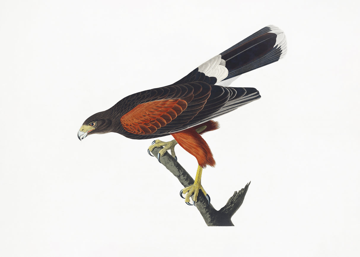 Louisiana Hawk From Birds of America (1827 Poster och Canvastavla