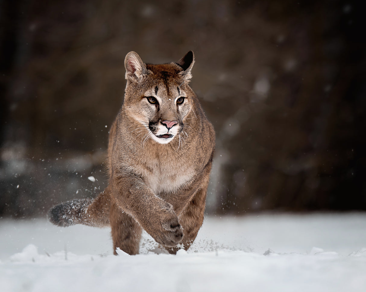 Cougar on snow Poster och Canvastavla