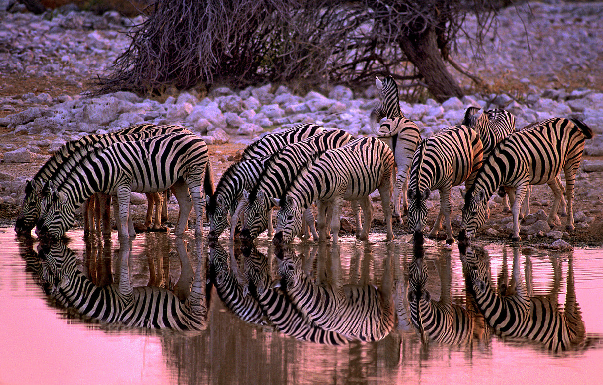 Zebras at waterhole Poster och Canvastavla