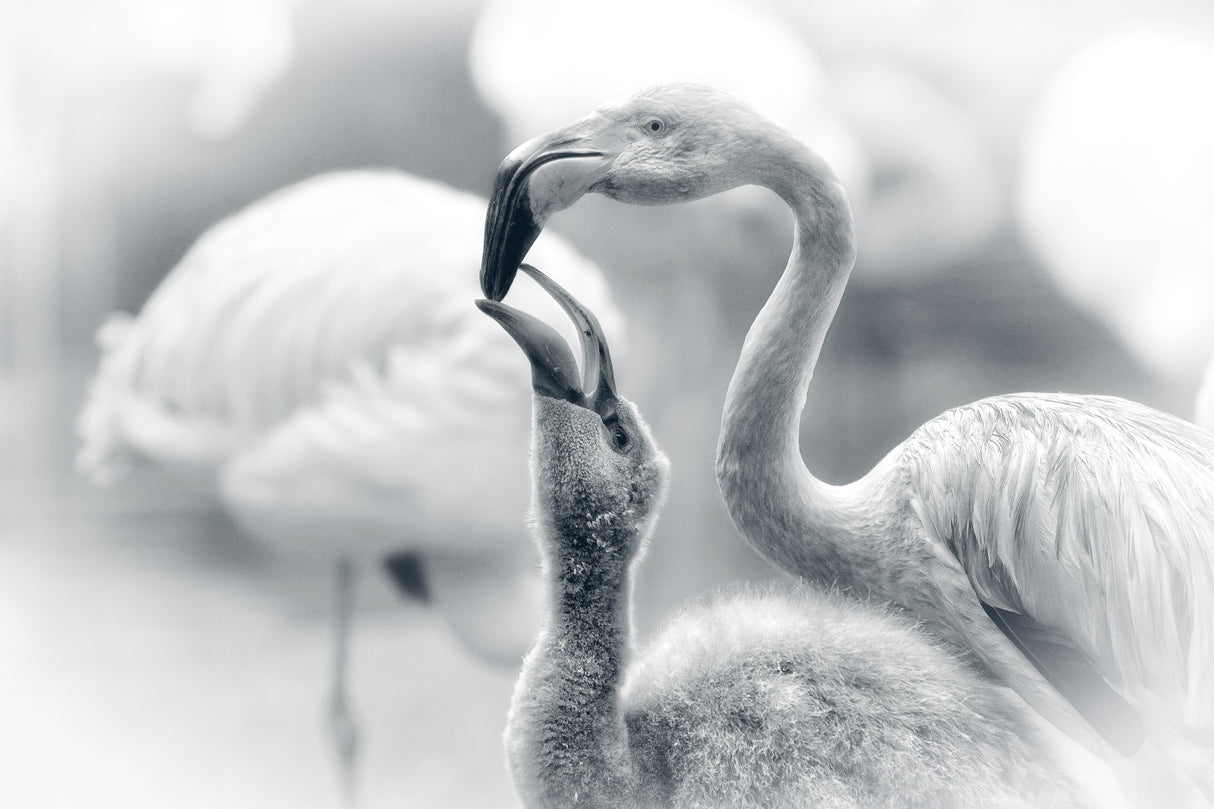 FEEDING .... Poster och Canvastavla