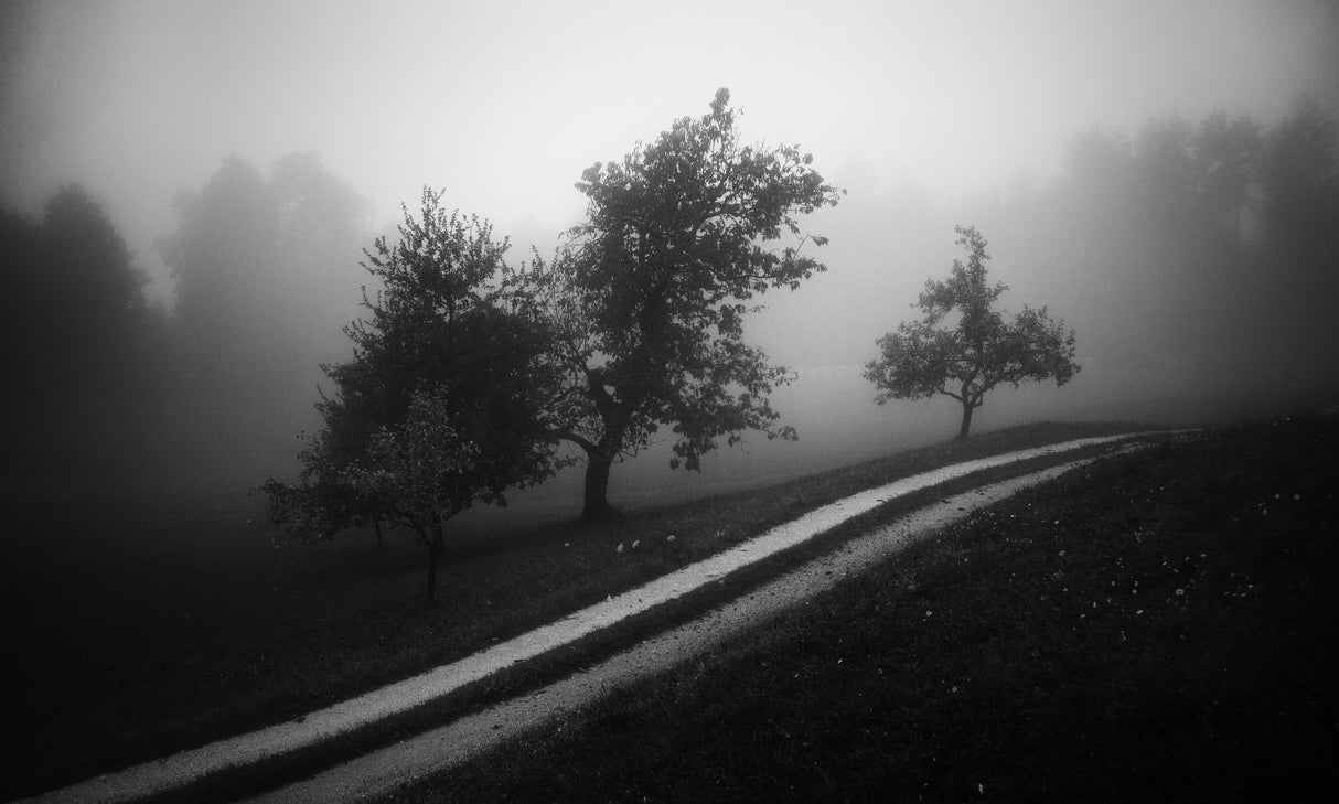 Moody morning Poster och Canvastavla