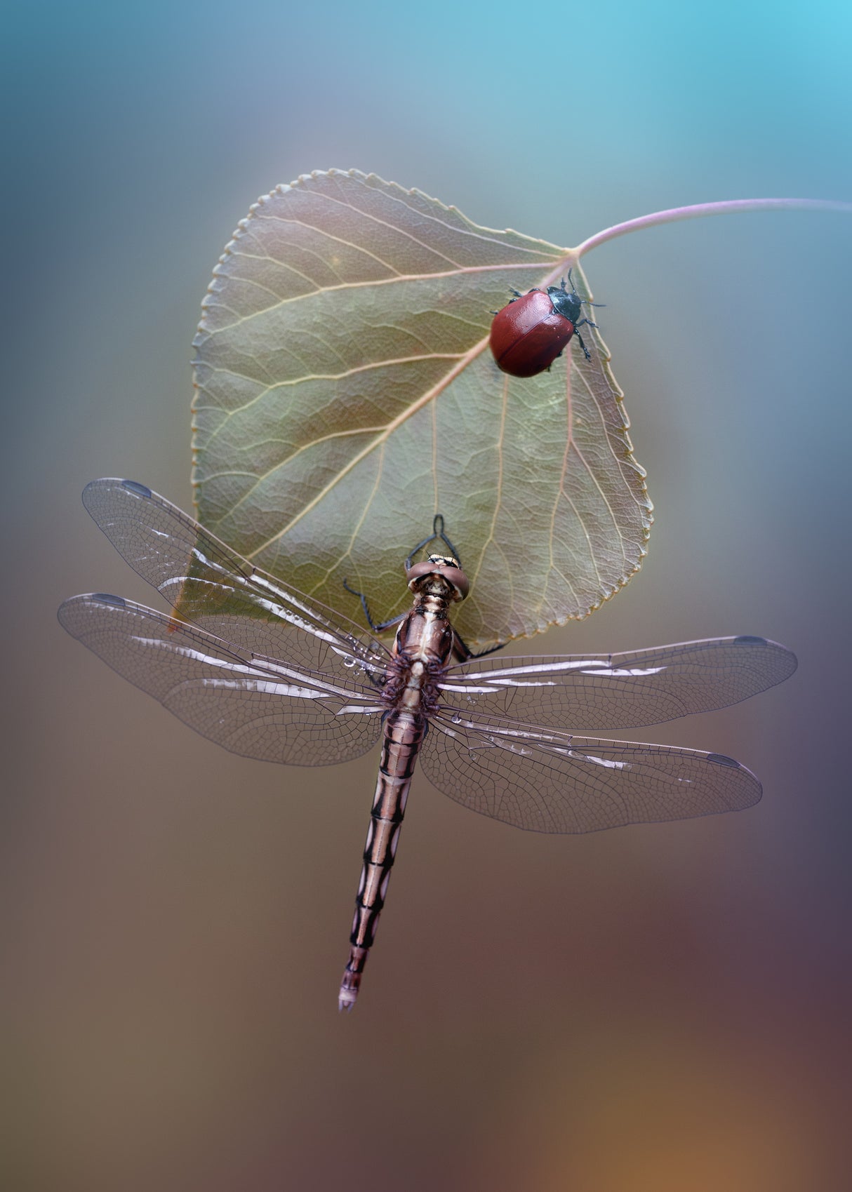 White-tailed Skimmer Poster och Canvastavla