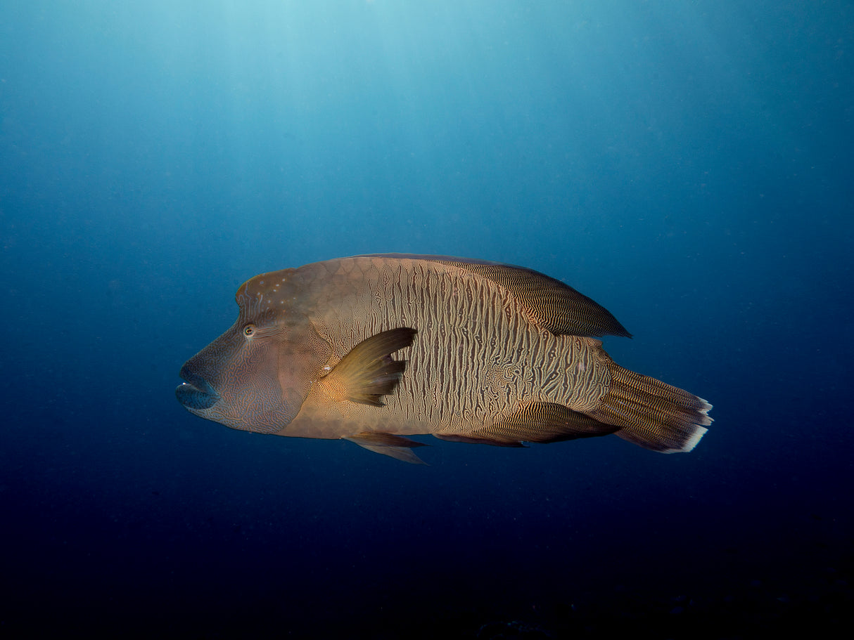 Humphead Wrasse Poster och Canvastavla