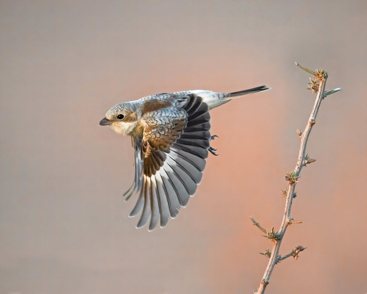 woodchat shrike Poster och Canvastavla