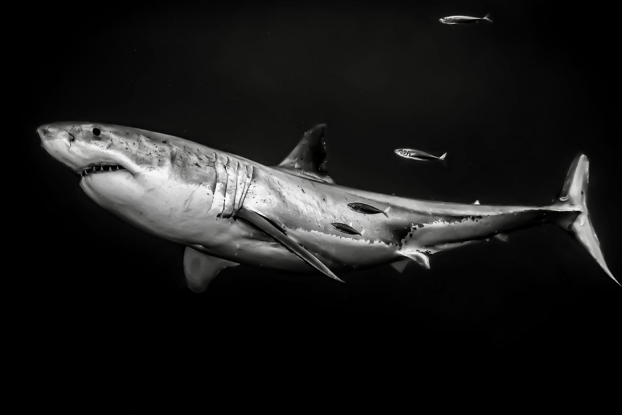 The great white shark Poster och Canvastavla