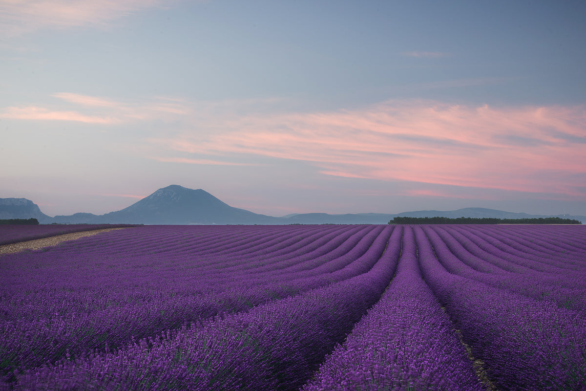 Lavender field Poster och Canvastavla