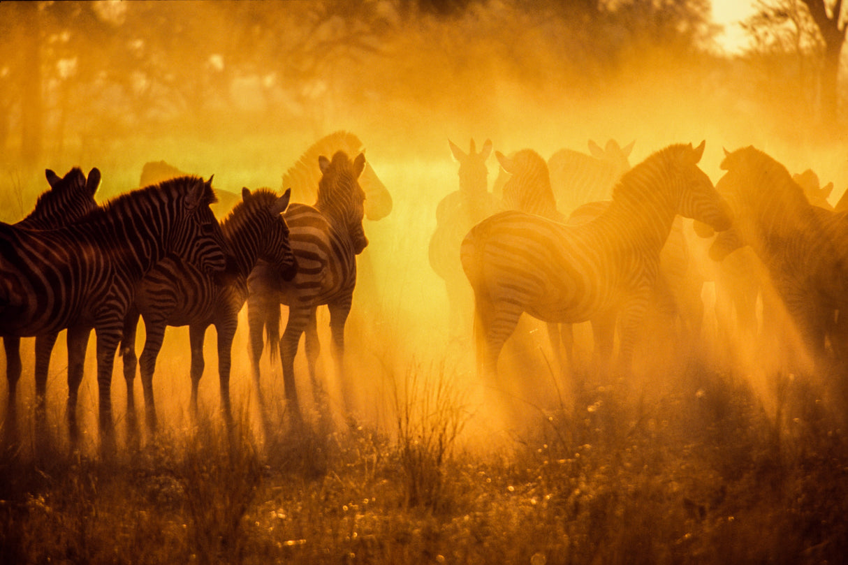 Zebras in Early Light-Botswana Poster och Canvastavla