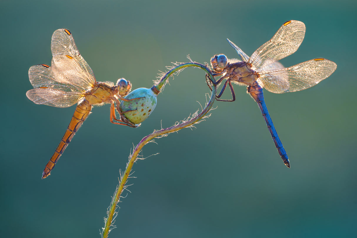Perfect dragonflies Poster och Canvastavla