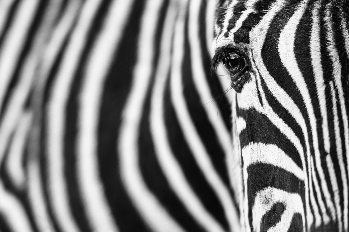 Zebra stripes Poster och Canvastavla