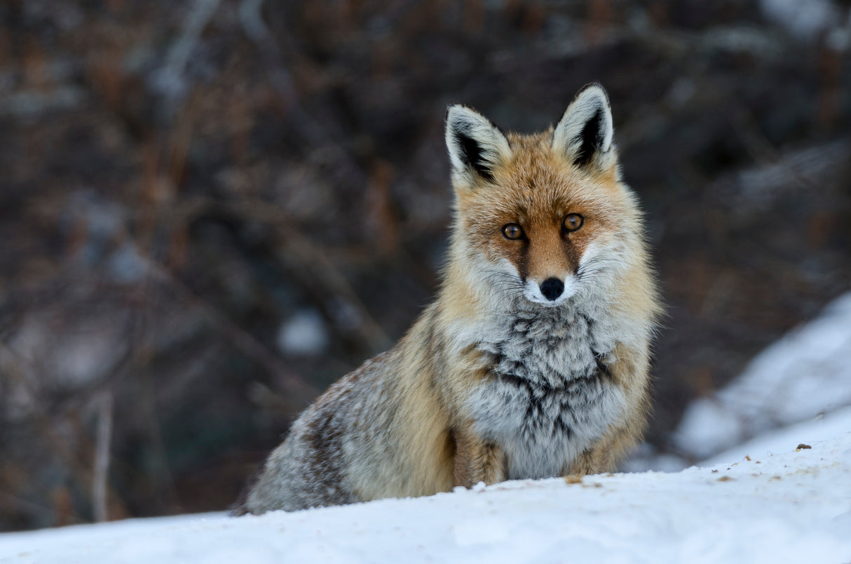 Fox in winter Poster och Canvastavla
