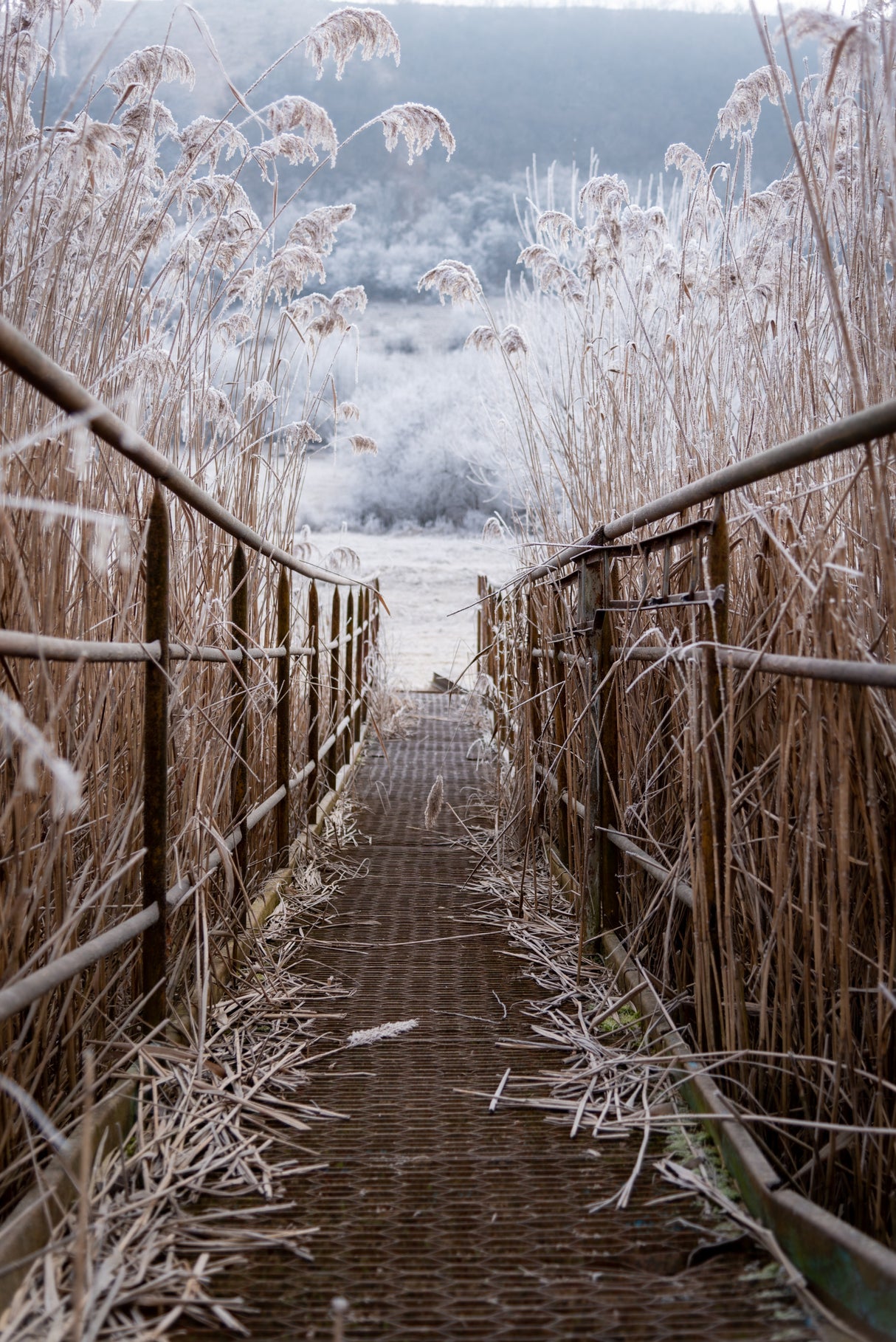 Freezing morning in Dvorniky - Vcelare, Slovakia Poster och Canvastavla