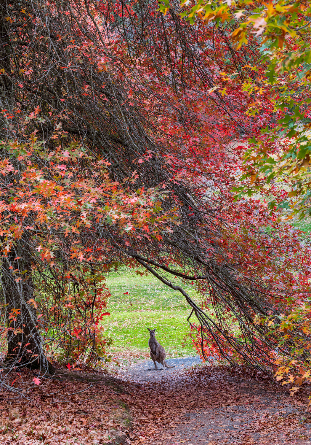 Hippity Hop Into Autumn! Poster och Canvastavla