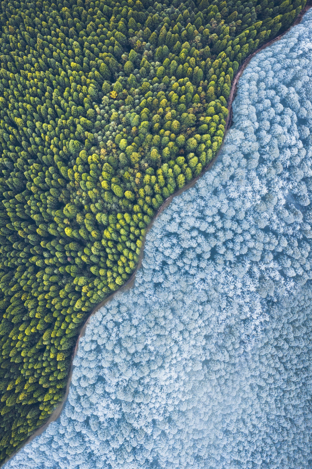 Double color forest Poster och Canvastavla