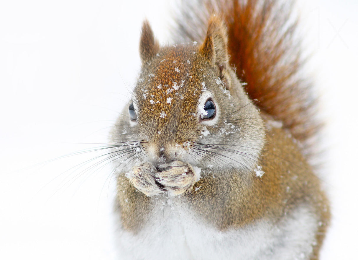 Christmas Squirrel Poster och Canvastavla