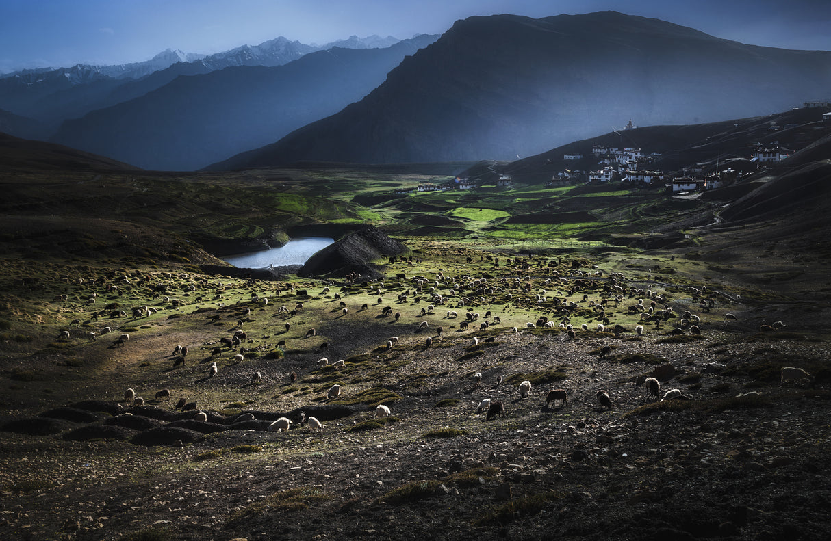 Sheep grazing Poster och Canvastavla