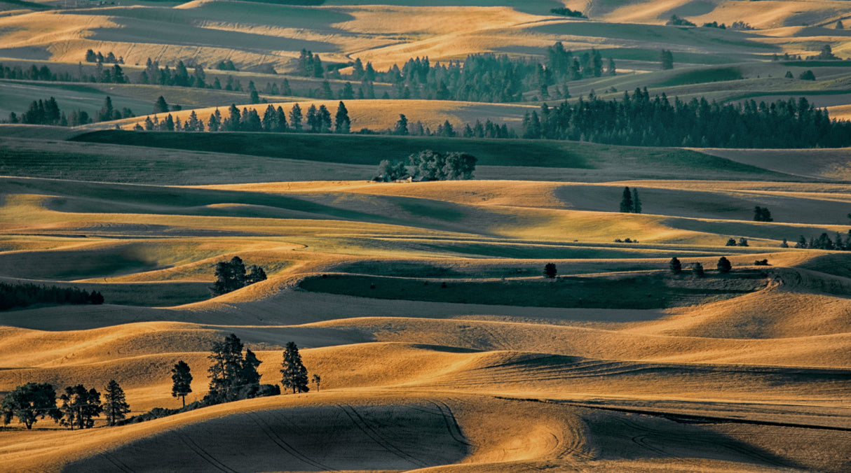 Field Scenery Poster och Canvastavla