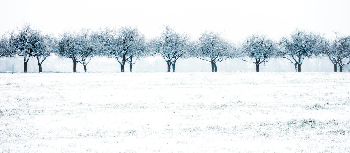 snow row Poster och Canvastavla