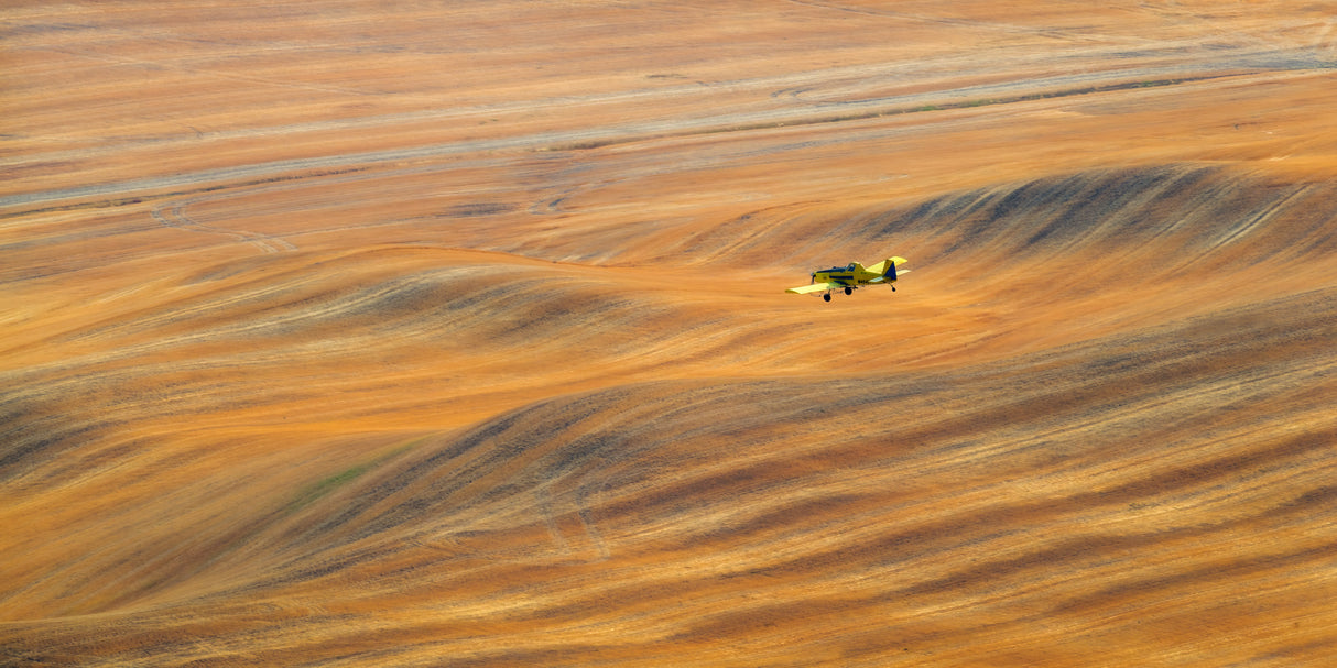Fly over amber wave Poster och Canvastavla