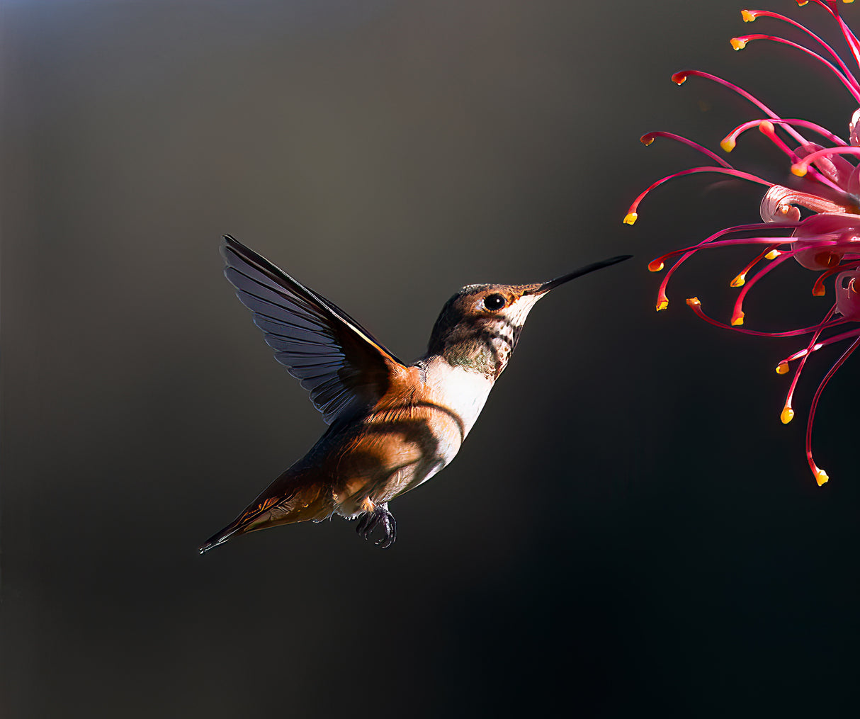 Hummingbird Poster och Canvastavla