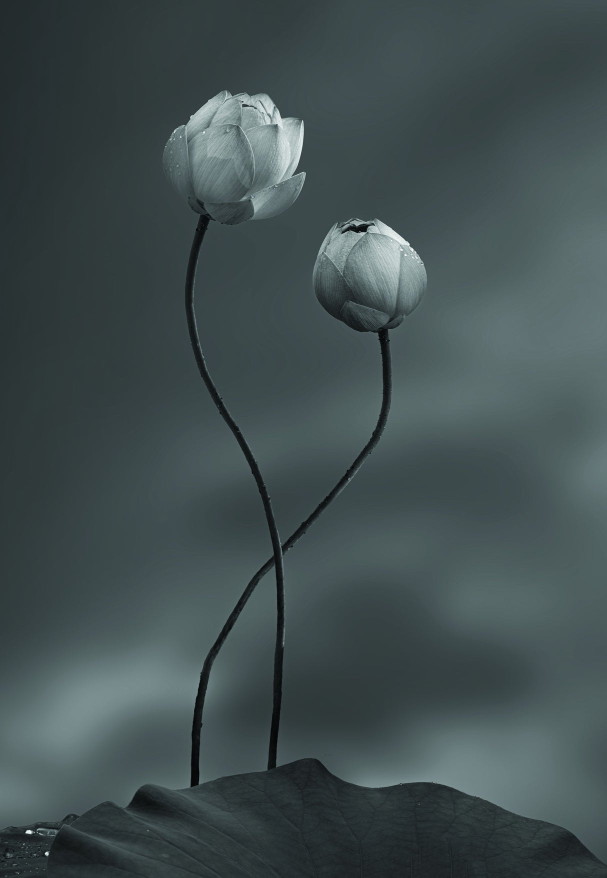Lotus Poster och Canvastavla