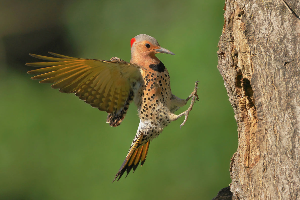 Northern Flicker Poster och Canvastavla