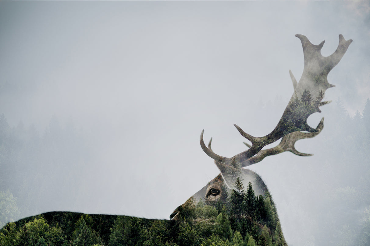 Antler Double-exposed Poster och Canvastavla