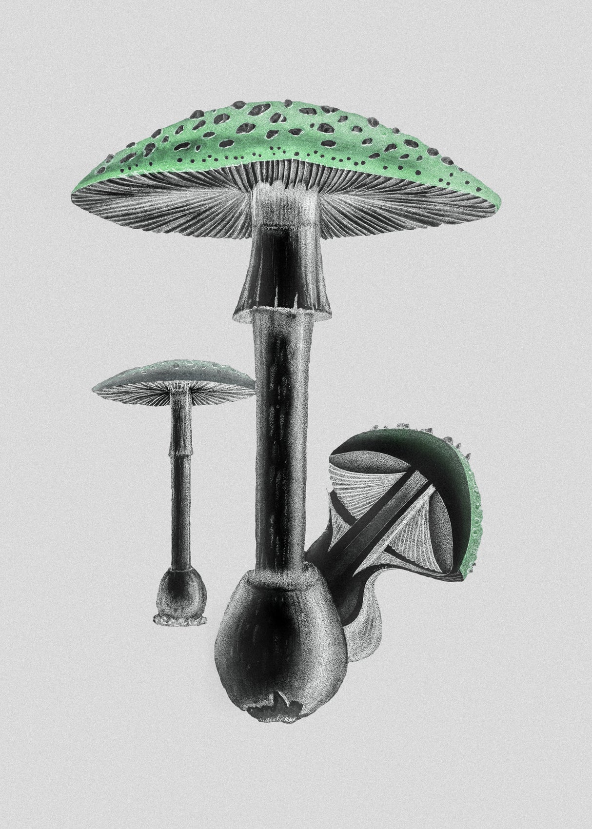 Amanita Muscaria White Background Green Poster och Canvastavla