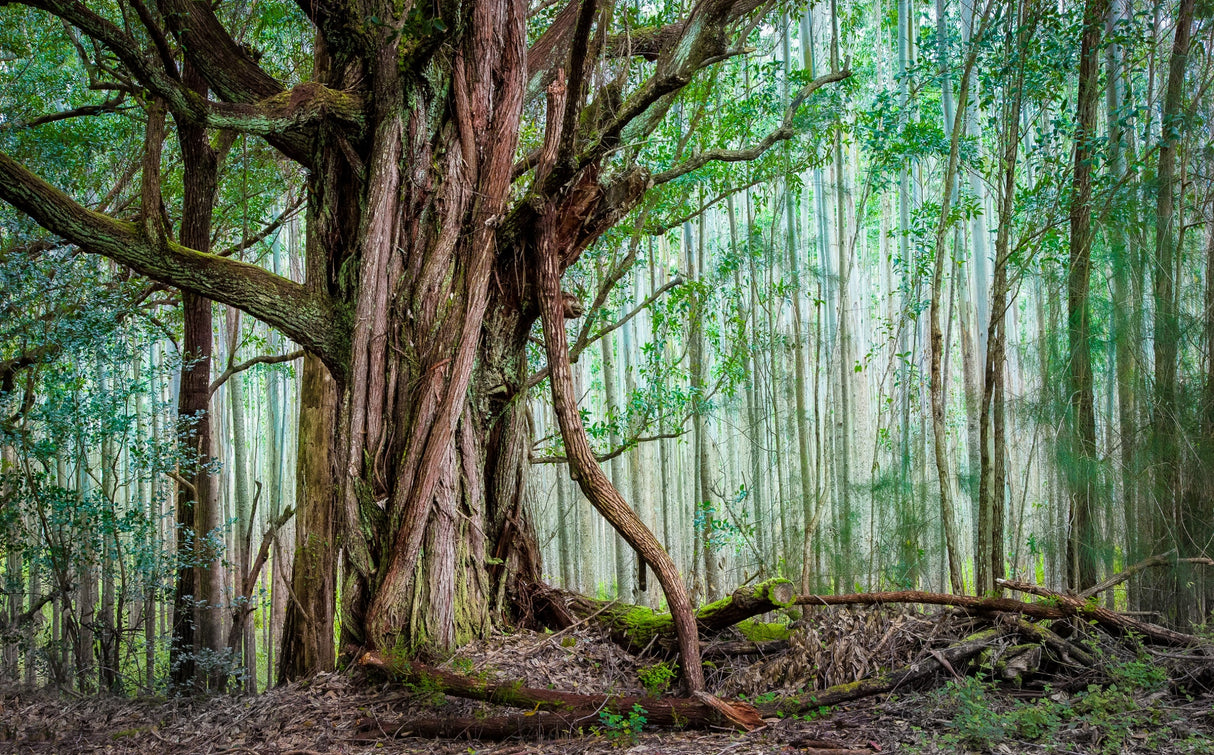 Waipio Valley Rainforest Poster och Canvastavla