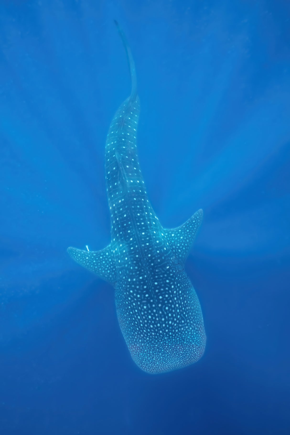 Blue spotted Poster och Canvastavla