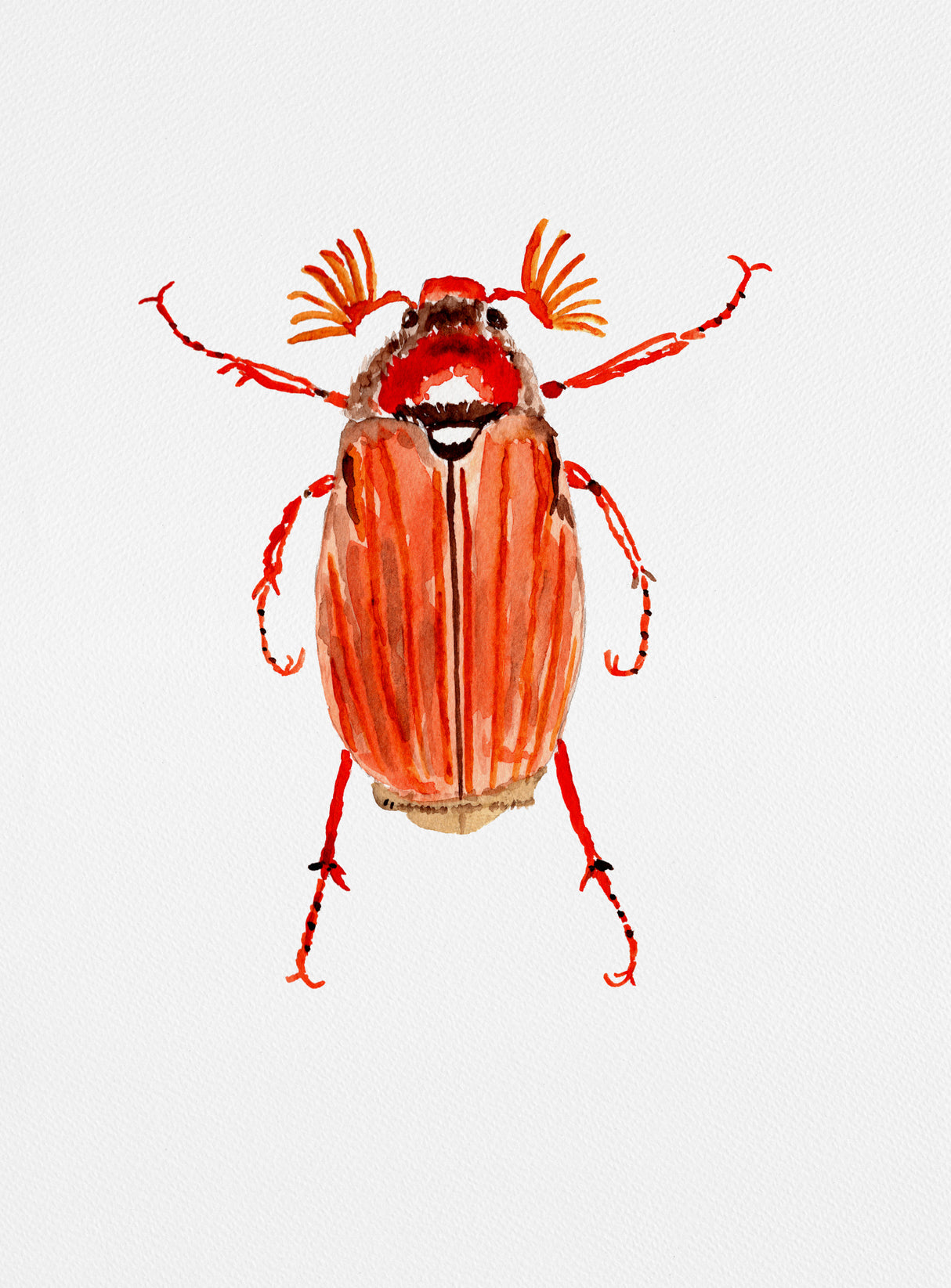 Forest cockchafer or Melolontha hippocastani Poster och Canvastavla