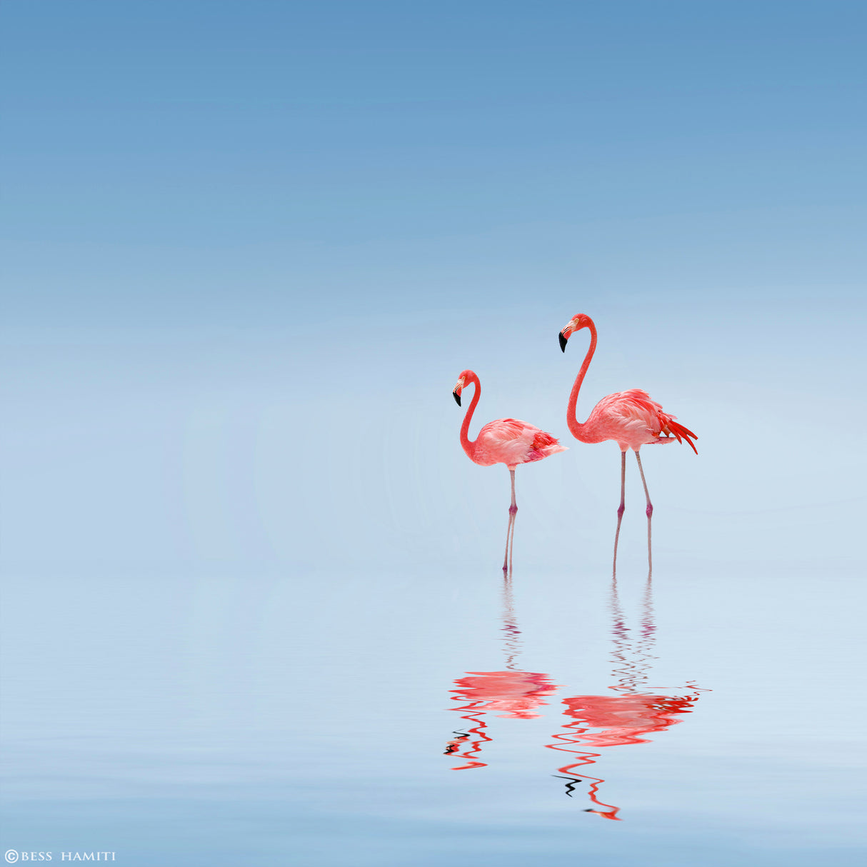 Flamingo Poster och Canvastavla