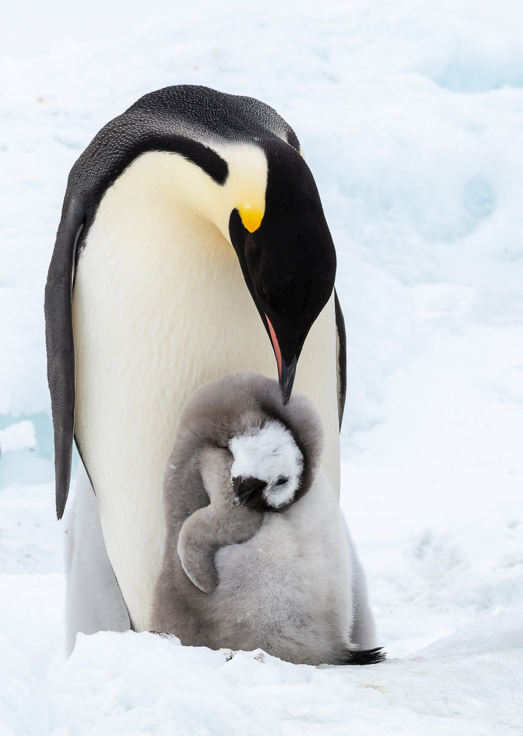ENJOY MOMMY'S LOVE Poster och Canvastavla