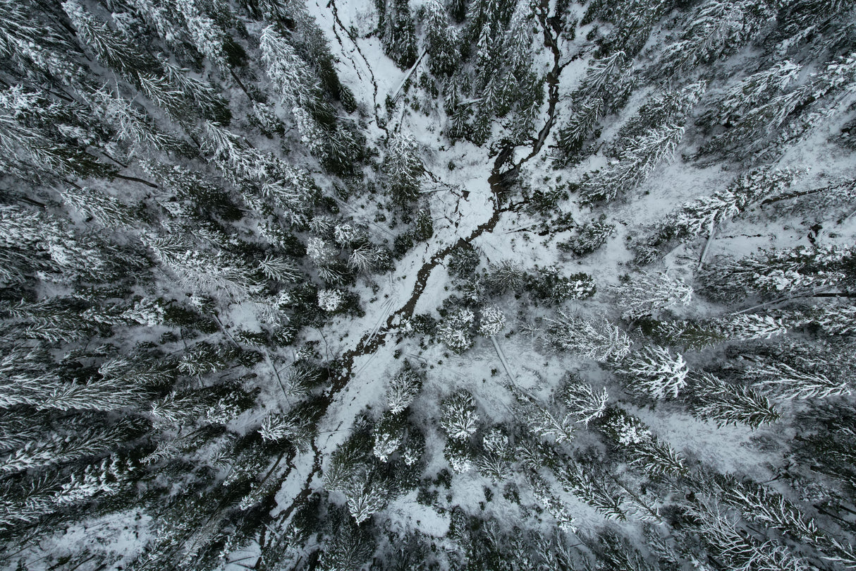 Vancouver first snow Poster och Canvastavla