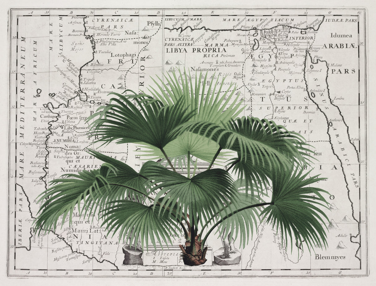 Tropical Empire No3 Poster och Canvastavla