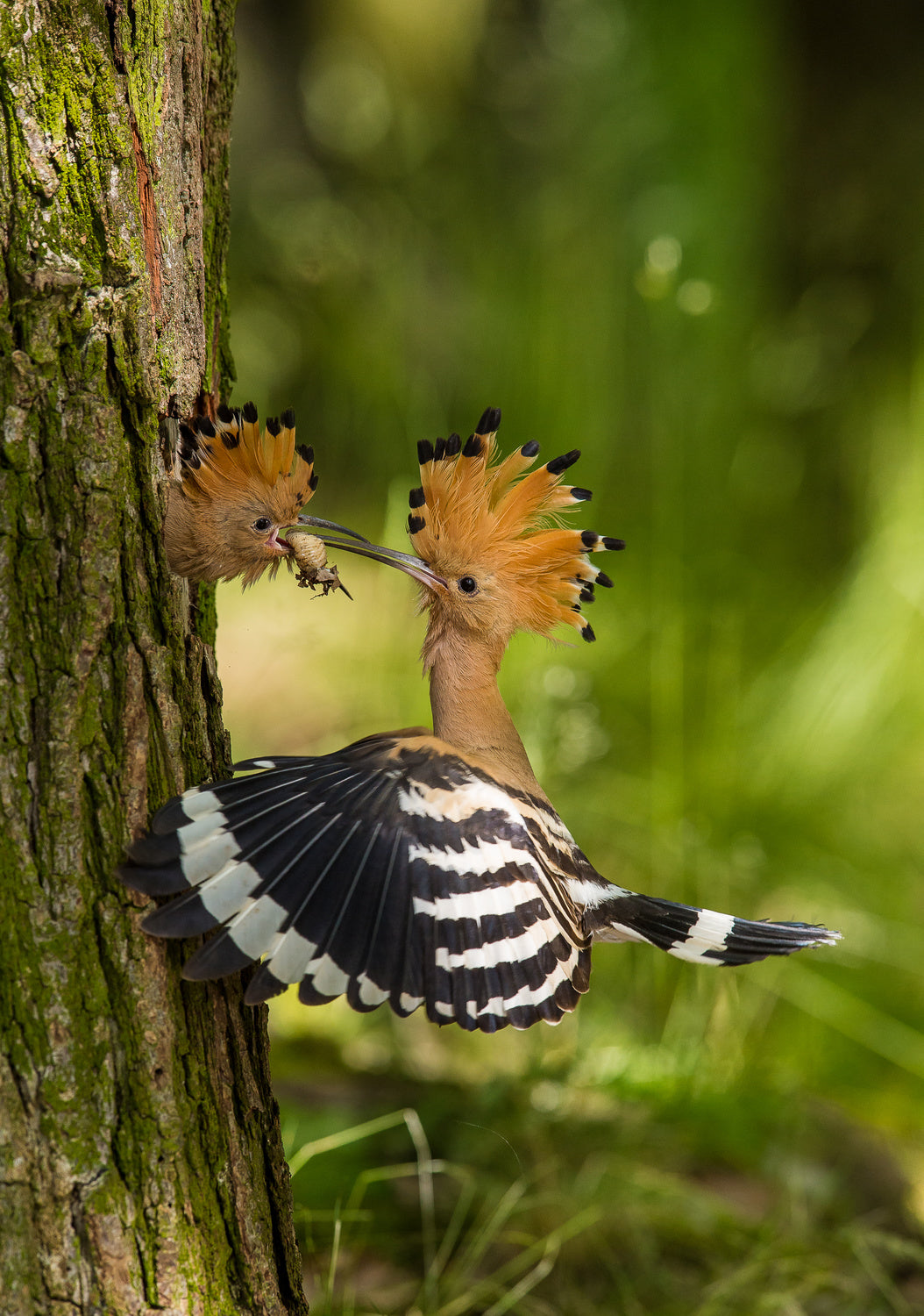 The hoopoe is feeding its chick. Still is flying and putting some insect in its beak. Typical forest Poster och Canvastavla