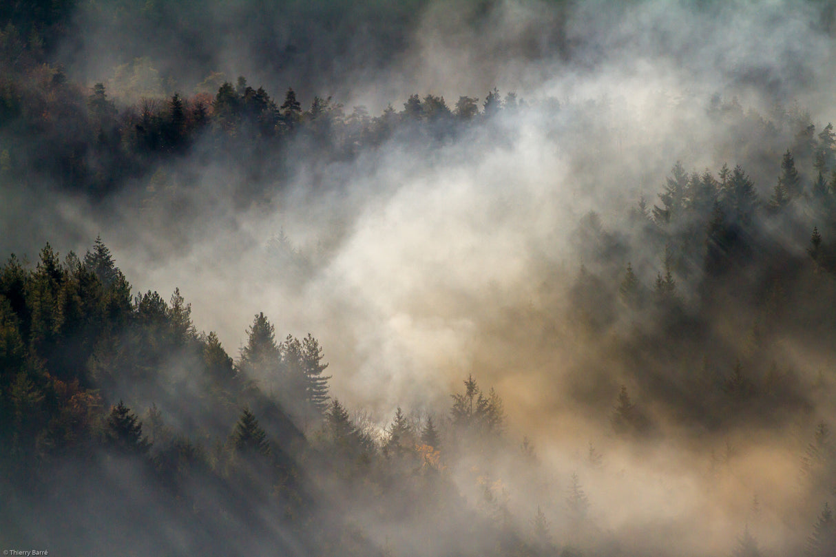 Misty forest ... Poster och Canvastavla