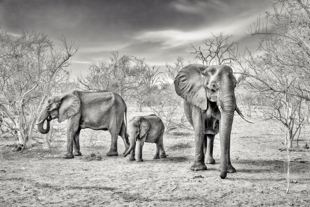 dry season (bw) Poster och Canvastavla