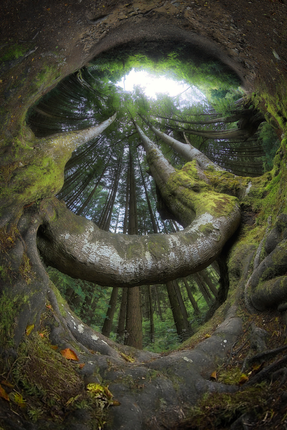 Welcoming forest Poster och Canvastavla