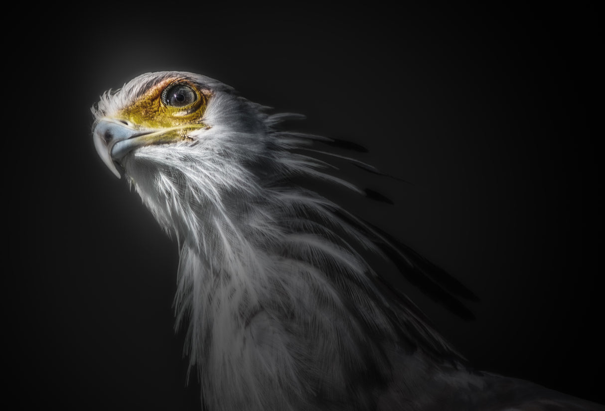 secretary bird Poster och Canvastavla