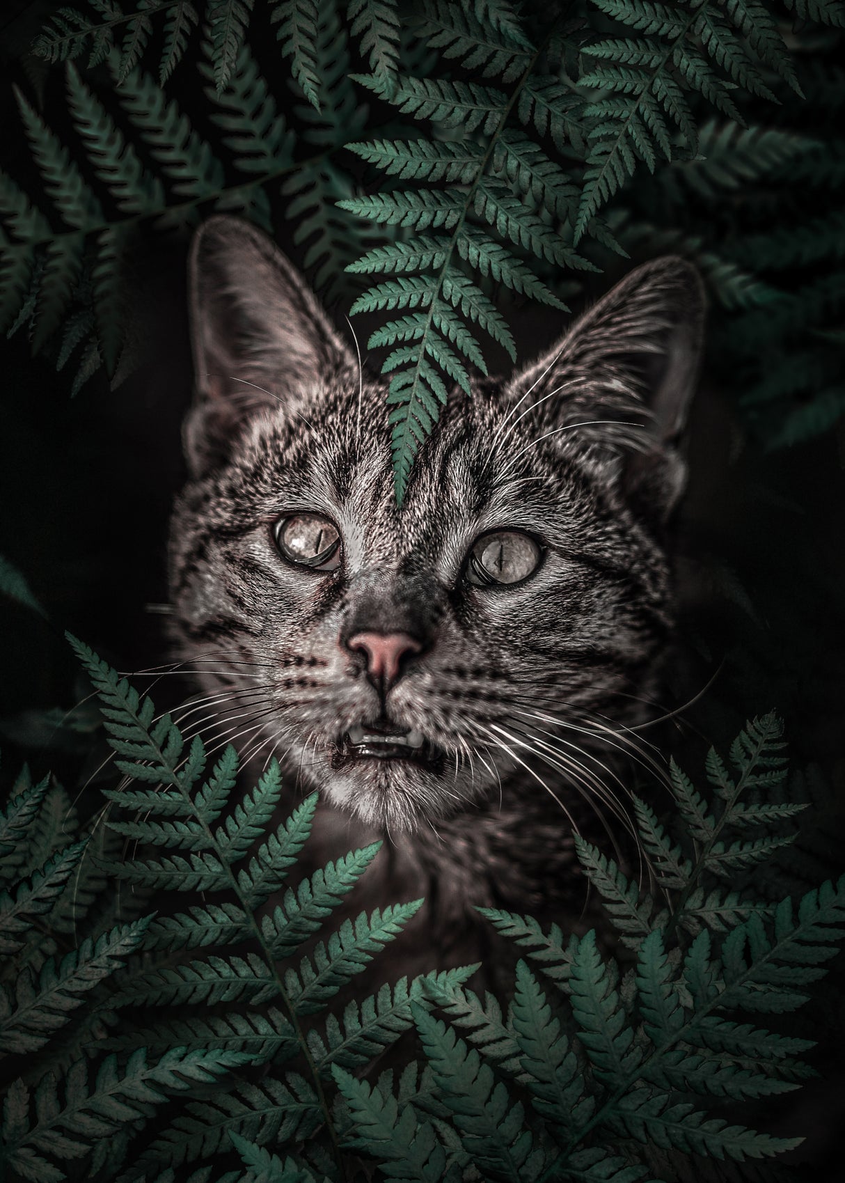 Meow Cat in Ferns Poster och Canvastavla