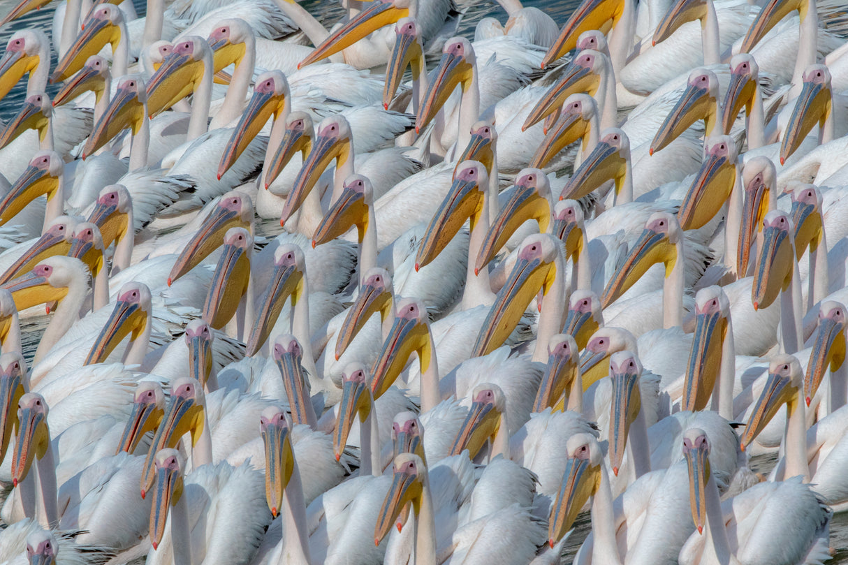 Pelican migration Poster och Canvastavla